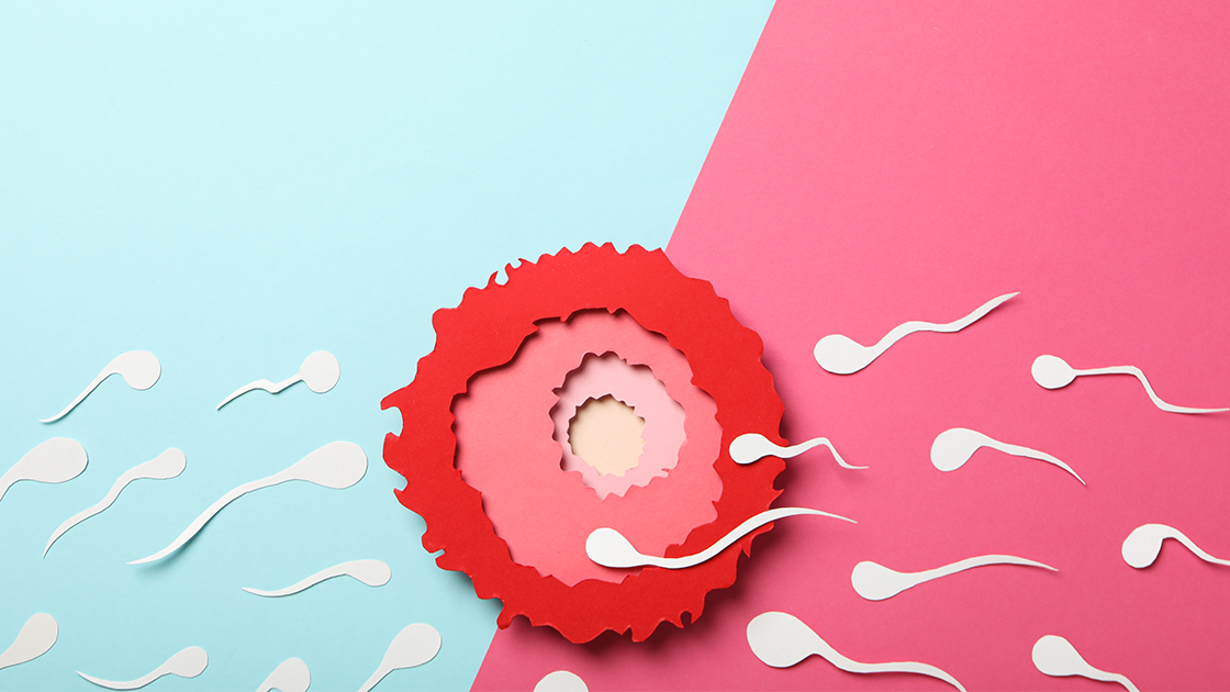 sperm-testi-normal-degerler